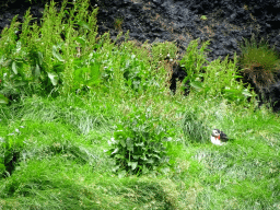 Puffin on the rocks at the east side of the Hálsanefshellir cave at Reynisfjara Beach