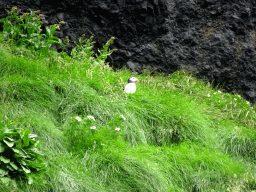 Puffin on the rocks at the east side of the Hálsanefshellir cave at Reynisfjara Beach