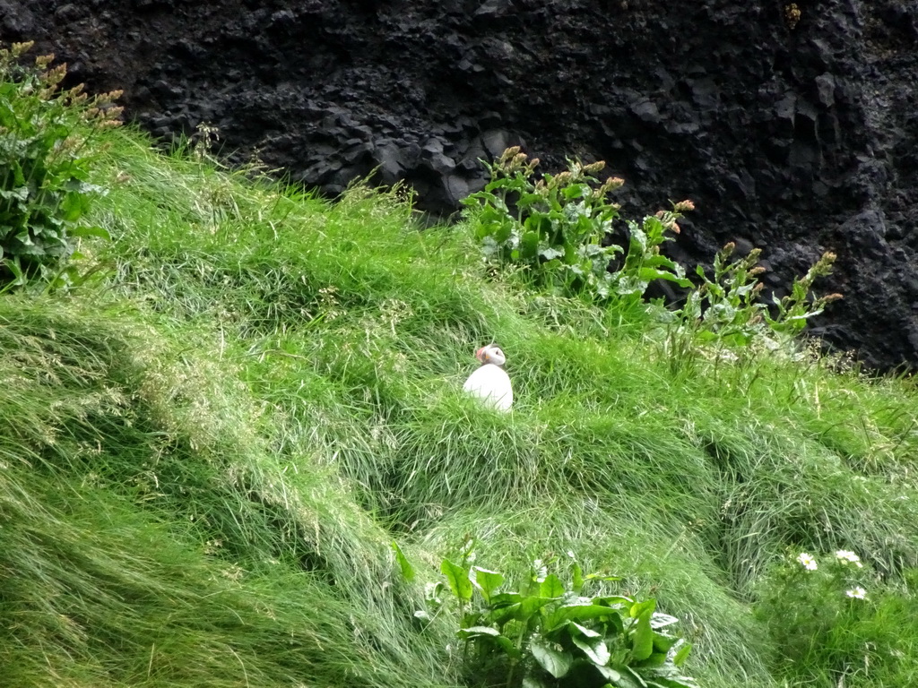 Puffin on the rocks at the east side of the Hálsanefshellir cave at Reynisfjara Beach