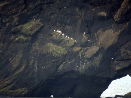 Birds at the Rock Arch of the Dyrhólaey peninsula, viewed from the lower viewpoint