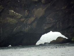 Birds at the Rock Arch of the Dyrhólaey peninsula, viewed from the lower viewpoint