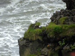 Bird on a rock at Kirkjufjara beach, viewed from the lower viewpoint of the Dyrhólaey peninsula
