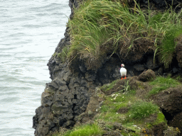 Puffin on a rock at Kirkjufjara beach, viewed from the lower viewpoint of the Dyrhólaey peninsula