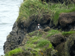 Puffin on a rock at Kirkjufjara beach, viewed from the lower viewpoint of the Dyrhólaey peninsula