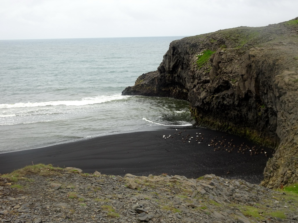 Birds at Kirkjufjara beach, viewed from the lower viewpoint of the Dyrhólaey peninsula