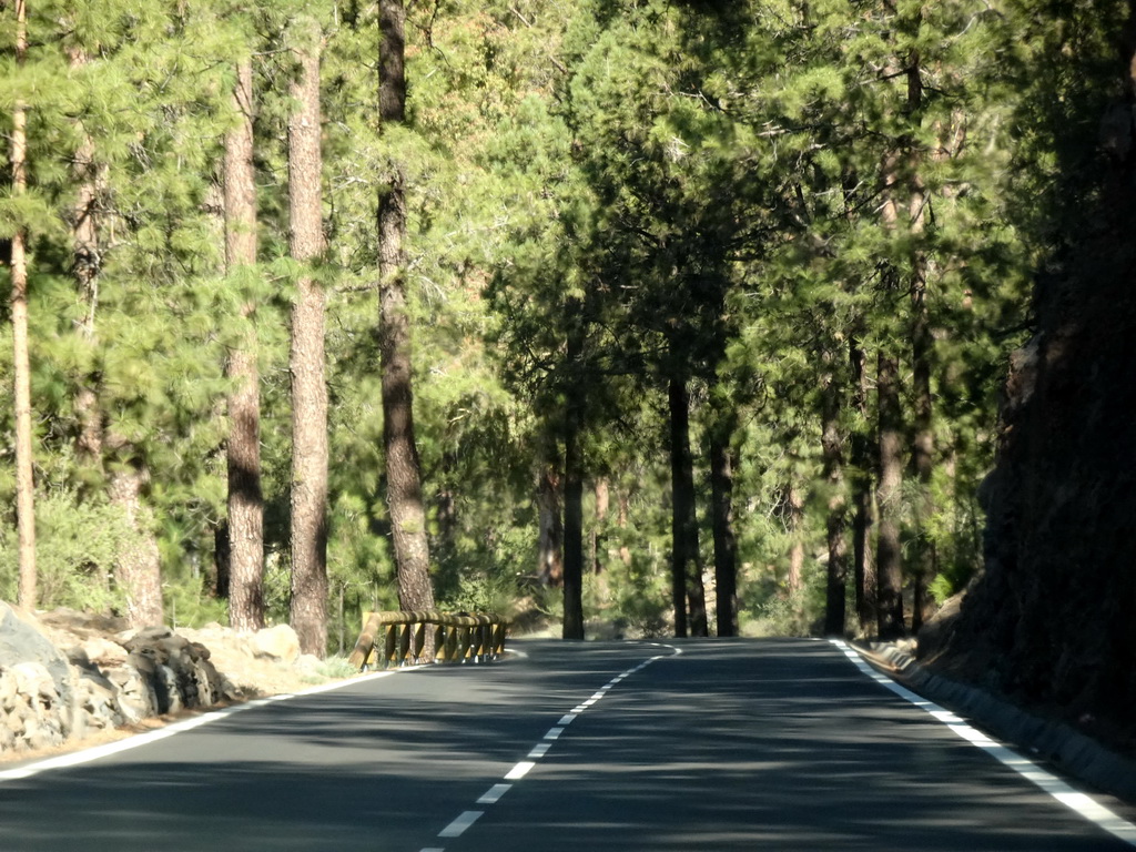 Trees along the TF-21 road just north of town, viewed from the rental car