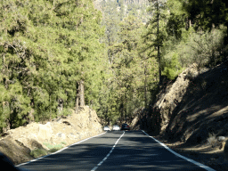 Trees along the TF-21 road just north of town, viewed from the rental car