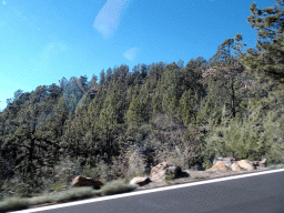 Hills and trees along the TF-21 road to Mount Teide, viewed from the rental car