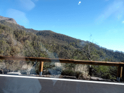 Hills and trees along the TF-21 road to Mount Teide, viewed from the rental car