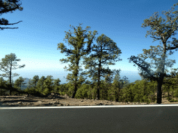 Trees along the TF-21 road to Mount Teide, viewed from the rental car