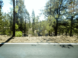 Trees along the TF-21 road to Mount Teide, viewed from the rental car