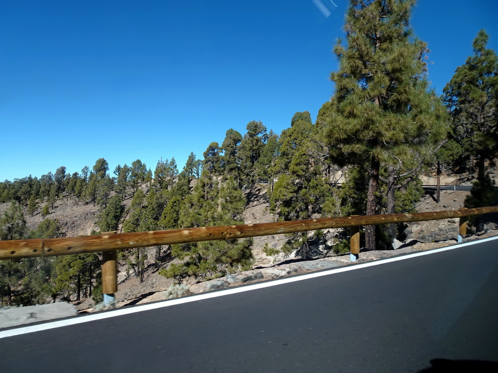 Trees along the TF-21 road to Mount Teide, viewed from the rental car