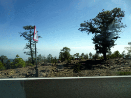 Trees along the TF-21 road from Mount Teide, viewed from the rental car