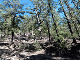 Trees along the TF-21 road from Mount Teide, viewed from the rental car