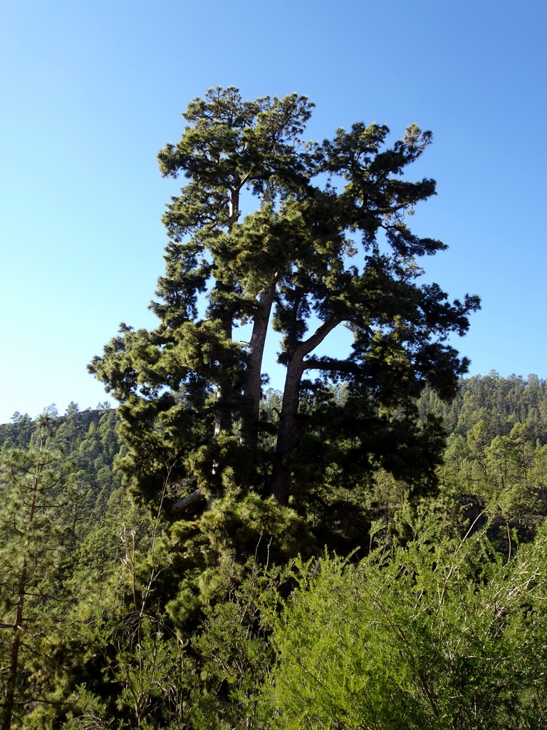 The Pino Gordo pine tree, viewed from the parking lot