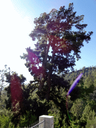 The Pino Gordo pine tree, viewed from the parking lot