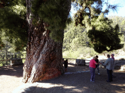 Base of the Pino Gordo pine tree