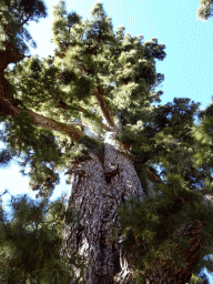 The Pino Gordo pine tree, viewed from right below