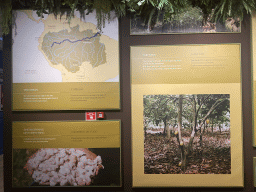 Information on the Alto Amazonas region, cacao beans and the cacao tree at the Chocolate Story museum at the WOW Cultural District
