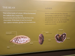 Information on the cacao bean at the Chocolate Story museum at the WOW Cultural District