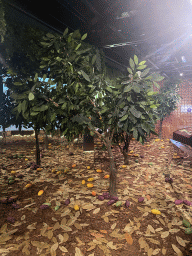 Fake cacao trees at the Chocolate Story museum at the WOW Cultural District