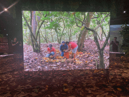 TV screen with a movie on cacao fruits at the Chocolate Story museum at the WOW Cultural District