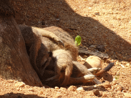 Meerkats at the Zoo Santo Inácio