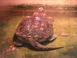 Snapping Turtle at the Reptile House at the Zoo Santo Inácio