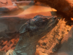 Head of a Weber`s Sailfin Lizard at the Reptile House at the Zoo Santo Inácio