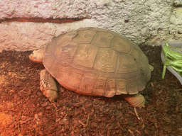 African Spurred Tortoise at the Reptile House at the Zoo Santo Inácio