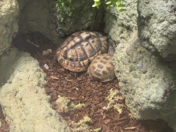 Russian Tortoises at the Reptile House at the Zoo Santo Inácio