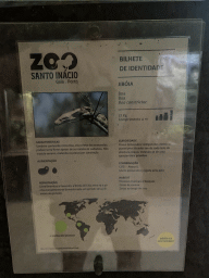Explanation on the Boa Constrictor at the Reptile House at the Zoo Santo Inácio