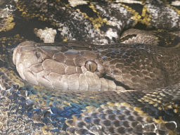 Snake at the Reptile House at the Zoo Santo Inácio