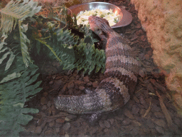 Eastern Blue-tongued Skink at the Reptile House at the Zoo Santo Inácio