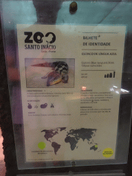 Explanation on the Eastern Blue-tongued Skink at the Reptile House at the Zoo Santo Inácio