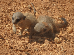 Young Meerkats at the Zoo Santo Inácio