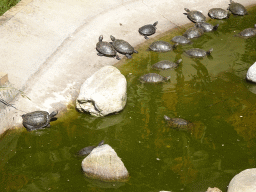 Red-eared Sliders at the Zoo Santo Inácio