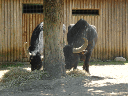 Bisons at the Zoo Santo Inácio