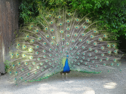 Peacock at the petting zoo at the Zoo Santo Inácio