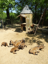 Goats at the petting zoo at the Zoo Santo Inácio