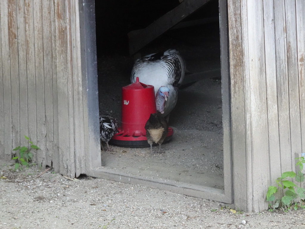 Turkey and chickens at the petting zoo at the Zoo Santo Inácio