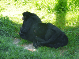Black-faced Black Spider Monkeys at the Zoo Santo Inácio