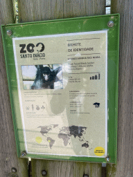 Explanation on the Black-faced Black Spider Monkey at the Zoo Santo Inácio