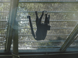 Black-faced Black Spider Monkey at the Zoo Santo Inácio