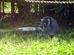 Ring-tailed Lemur at the Zoo Santo Inácio