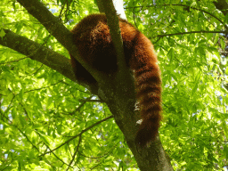 Red Panda at the Zoo Santo Inácio