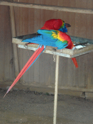 Scarlet Macaws at the Zoo Santo Inácio