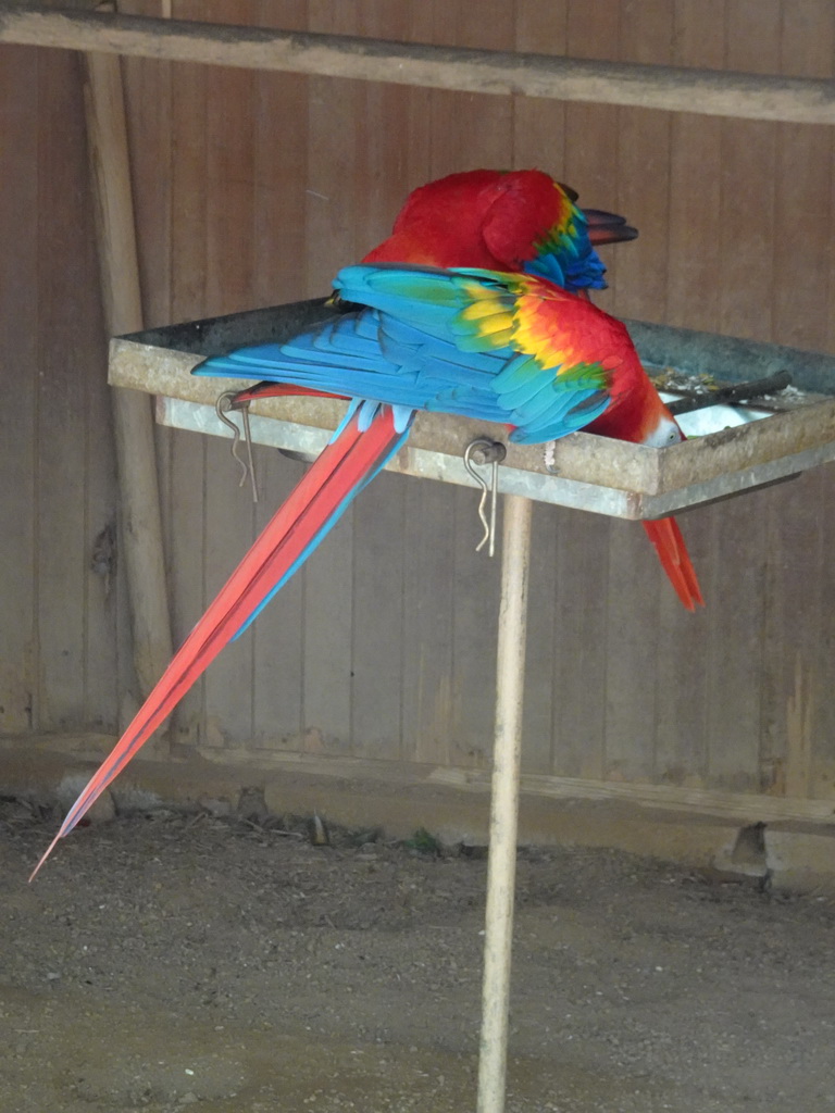 Scarlet Macaws at the Zoo Santo Inácio