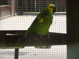 Yellow-shouldered Parrot at the Zoo Santo Inácio
