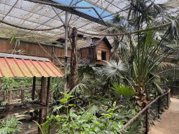 Ring-tailed Lemurs at the Tropical World building at the Zoo Santo Inácio